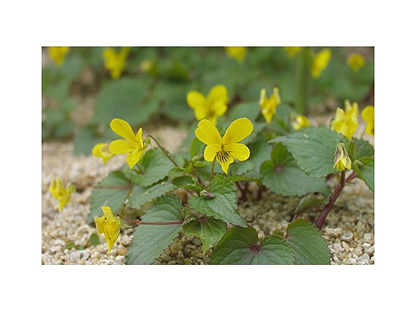 奥マキノ高山植物