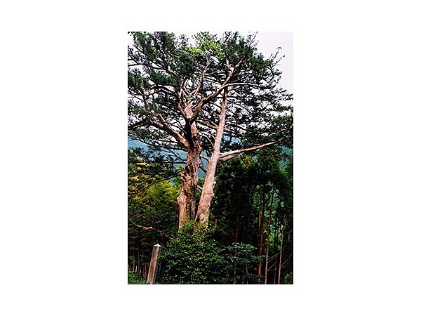 熊野のヒダリマキガヤ