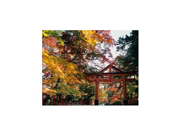 日吉大社の紅葉