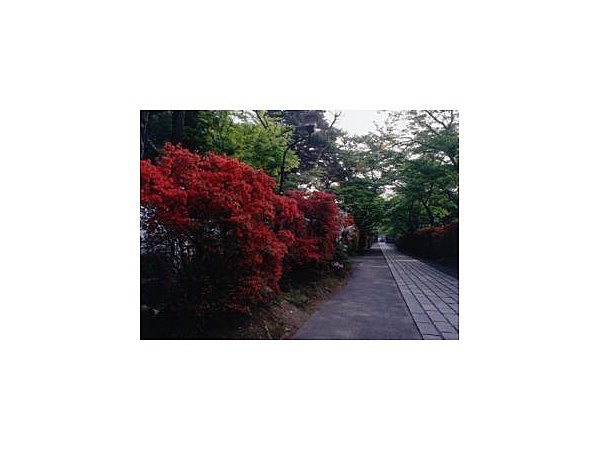 石山寺のツツジ