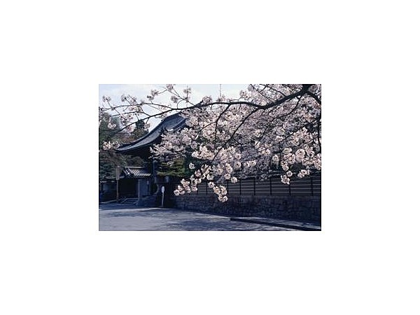 石山寺の桜