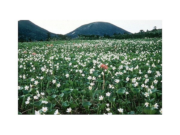 田代平湿原植物群落