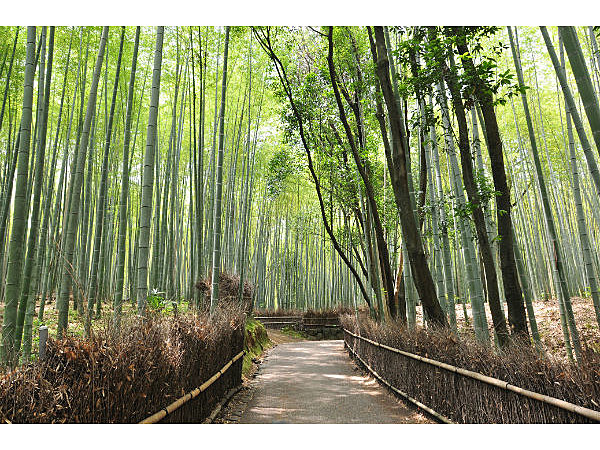 竹林の小径（嵐山）