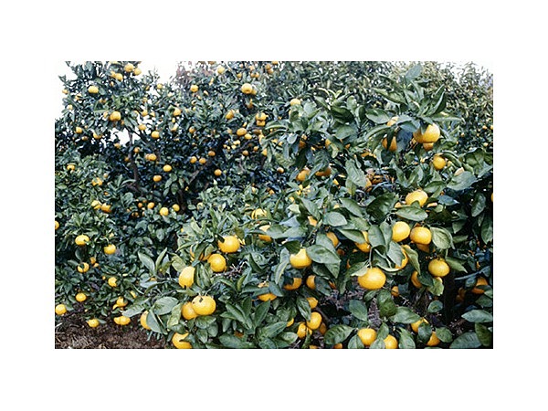 由良みかん狩り