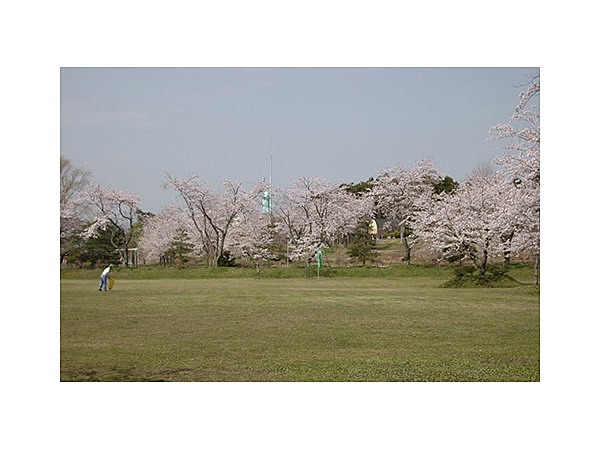 おいらせ町いちょう公園