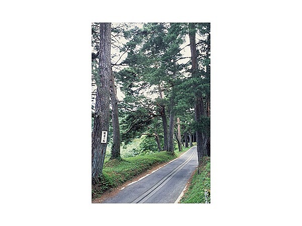 法光寺参道千本松並木