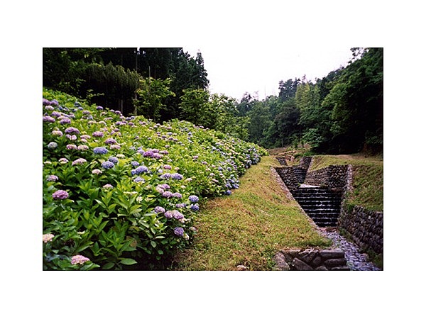 あじさい公園(上司谷公園)