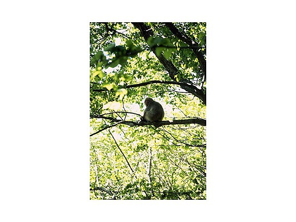 北限のニホンザル