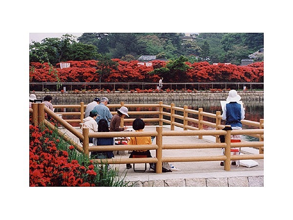 長岡天満宮（八条ヶ池）のキリシマツツジ