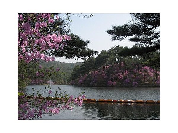 るり渓の山つつじ