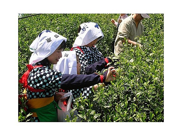 茶摘み体験交流会