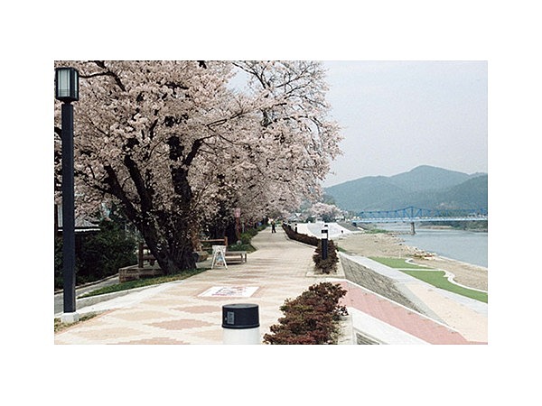 大堰川提防・大堰川緑地公園の桜