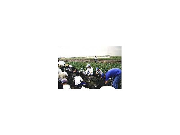 あらす観光いも掘り農園