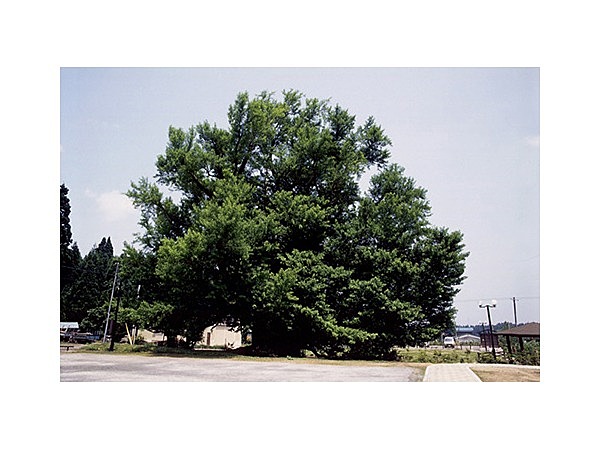 大銀南木と五庵川原