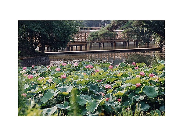 八条ケ池西池のアヤメ・ショウブ・カキツバタ・ハス