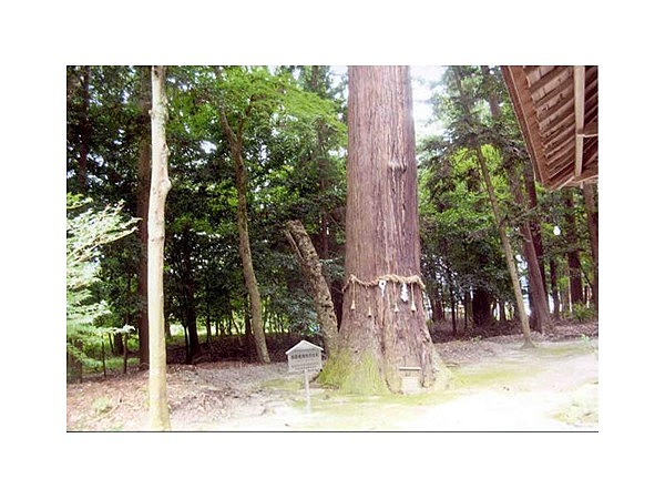 御栗栖神社の大杉