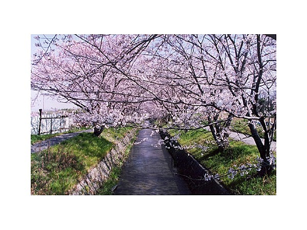 虚空蔵谷川畔桜並木