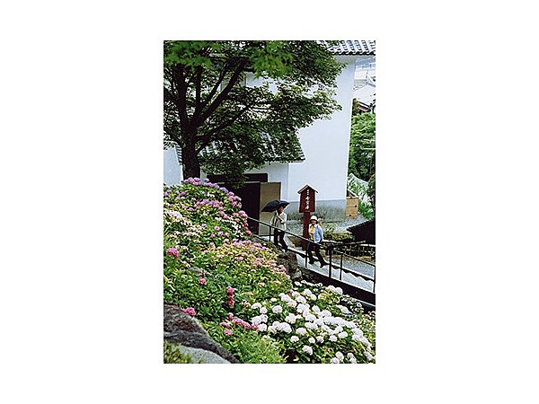 柳谷観音楊谷寺のあじさい