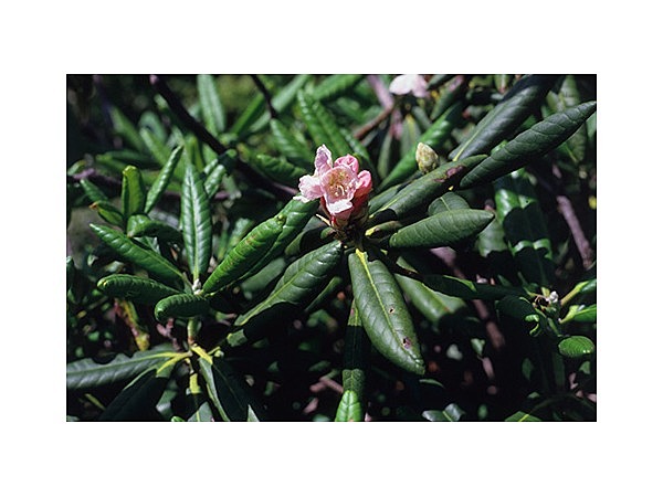 恐山のハクサンシャクナゲ