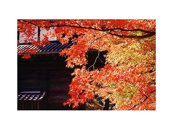 弘前公園の紅葉・菊