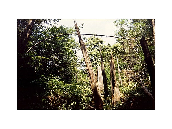 猿ヶ森ひば埋没林