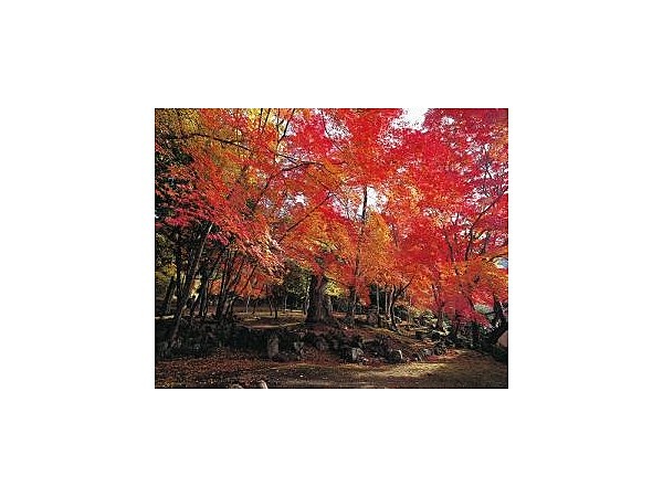 瑞光寺(兵庫県)