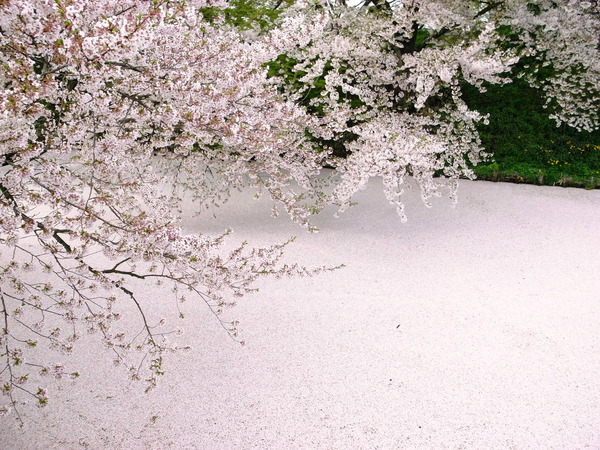 弘前公園の桜