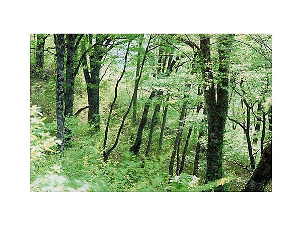 小城のブナ原生林