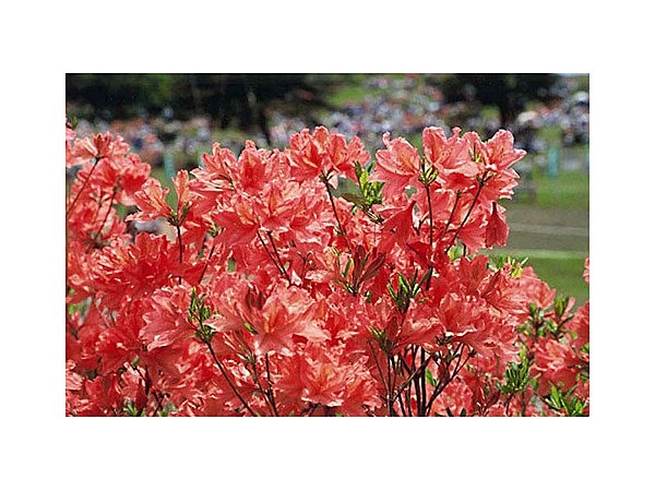 兎和野高原のツツジ