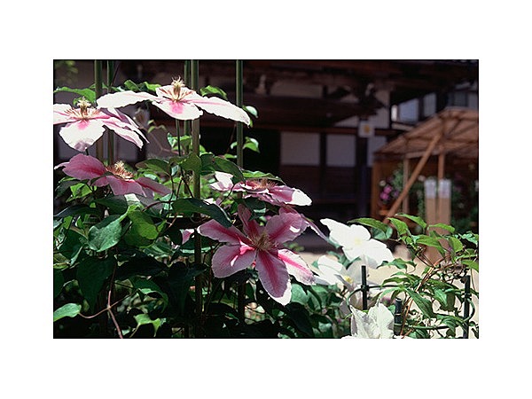 本覚寺(てっせん寺)