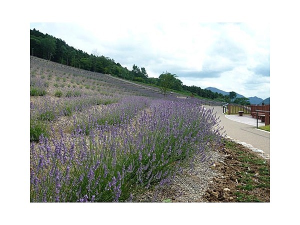 ラベンダーパーク多可
