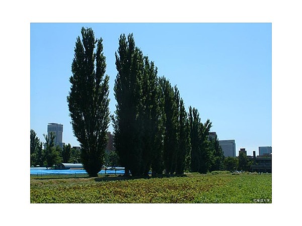 北大ポプラ並木