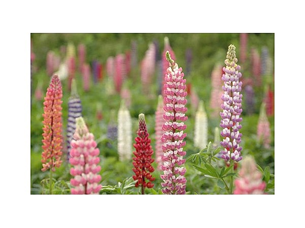 味わいの里みかづき　ルピナス畑