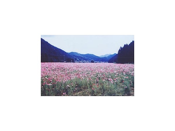 清住コスモス畑