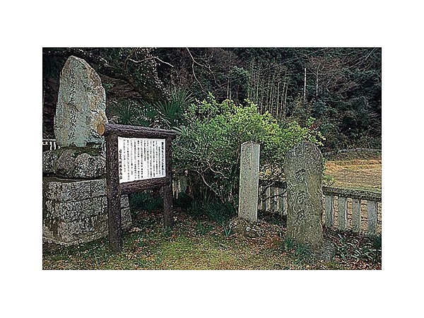 磐座神社のコヤスノキ叢林