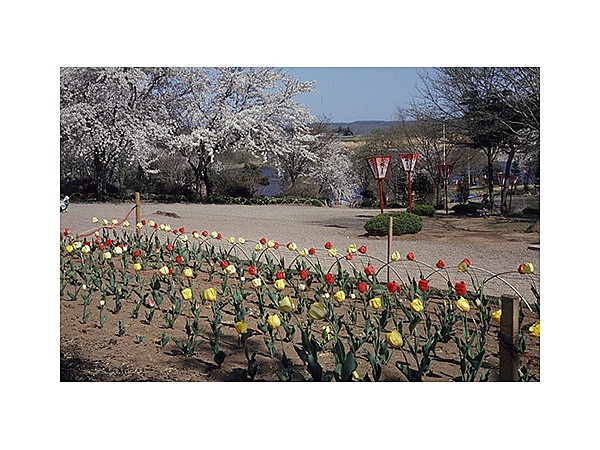 早掛沼公園のチューリップ
