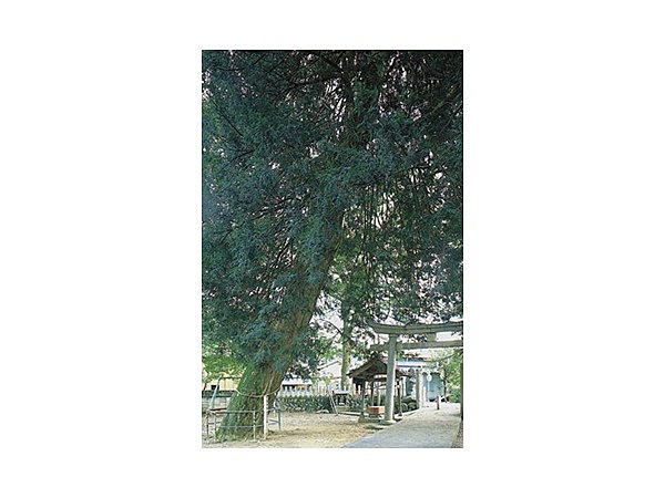 関神社大カヤの木