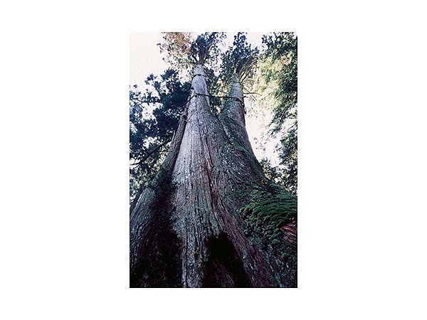 青玉神社の大杉