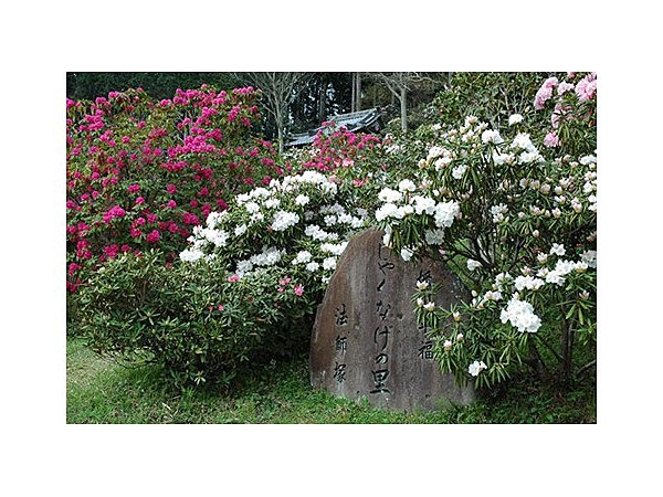 しゃくなげの里