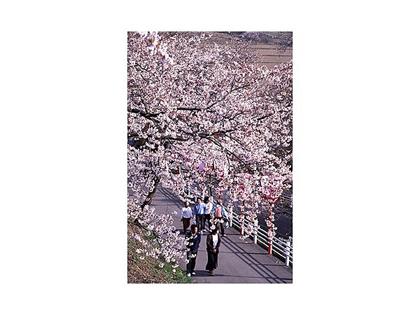 東公園の桜・ツツジ