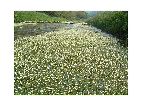 田君川のバイカモ