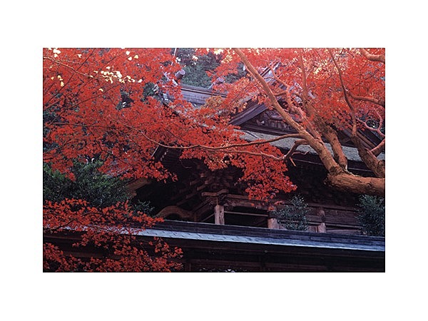 養父神社の紅葉