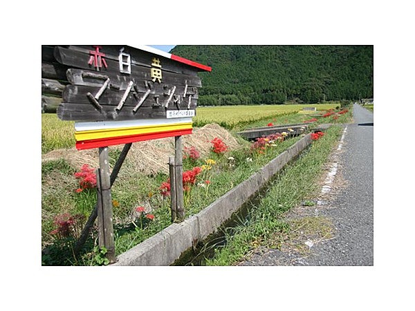 間子の曼珠沙華（彼岸花）