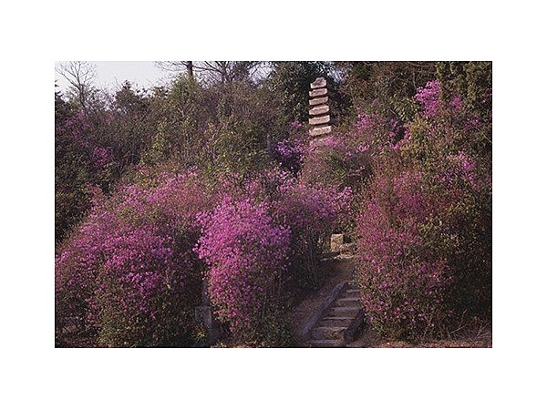 日光山のツツジ