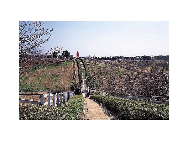 石ケ谷公園の梅