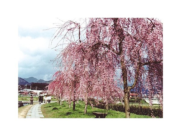 千鳥川桜堤公園