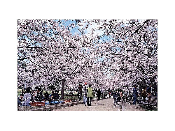 明石公園の桜