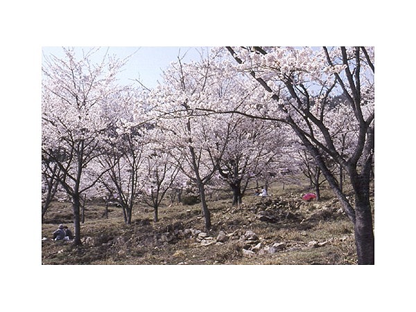 丹治桜公園