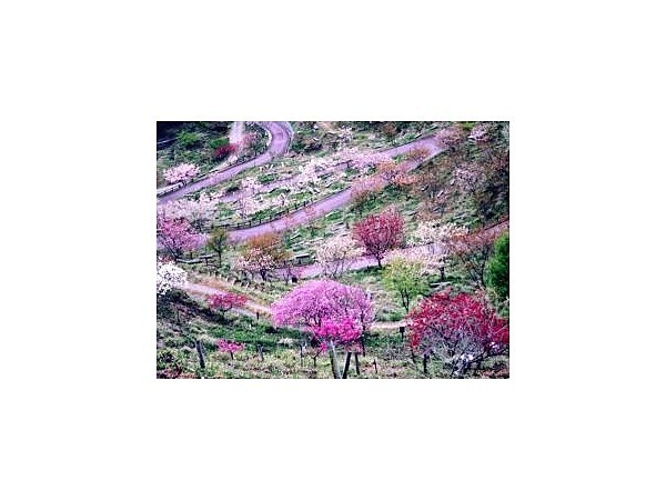 かんざき桜の山桜華園