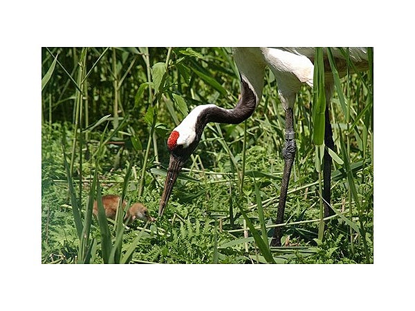 丹頂鶴自然公園